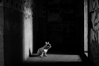 Side view of dog in abandoned room