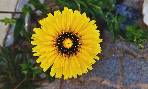 Close-up of yellow flower