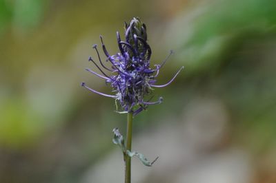 Close-up of purple flowering plant