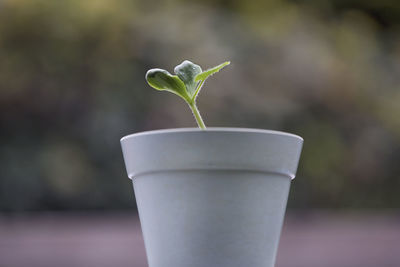 Close-up of potted plant