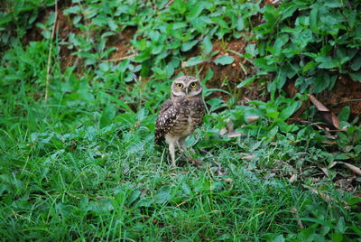 Owl on grass