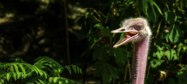 Close-up of a bird