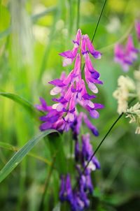 Close-up of purple flowers