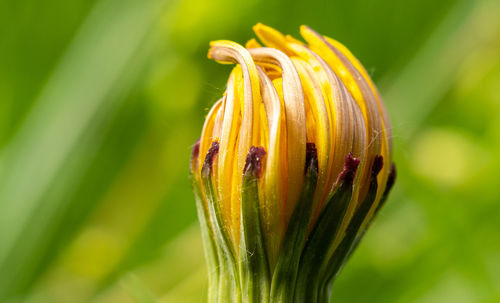 Close-up of insect on yellow flower