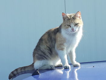 Portrait of a cat looking away