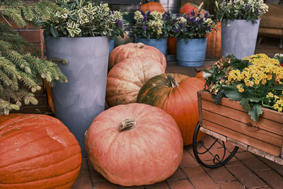 View of pumpkins for sale at market stall