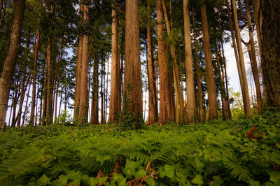 Low angle view of trees in forest