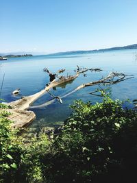 Scenic view of sea against clear blue sky