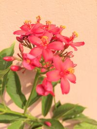 Close-up of pink flowers