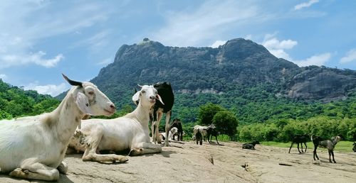 Horses in a farm