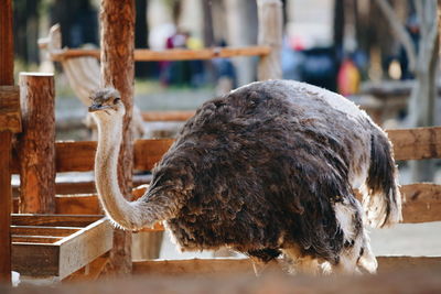 Close-up of a bird