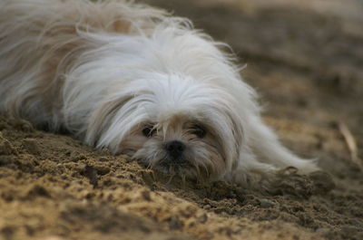 Portrait of dog lying down