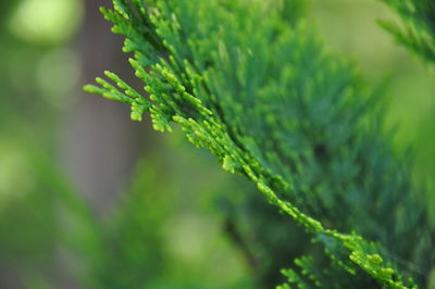 Close-up of fresh green plant