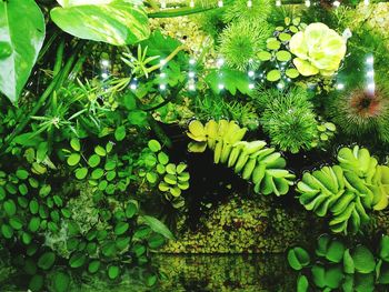 Close-up of fresh green plants in water