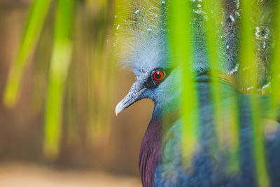 Victoria crowned-pigeon hiding behind the foliage, beautiful crowned pidgeon