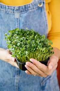 Box of microgreen in woman hands, small business indoor vertical farm. close-up 