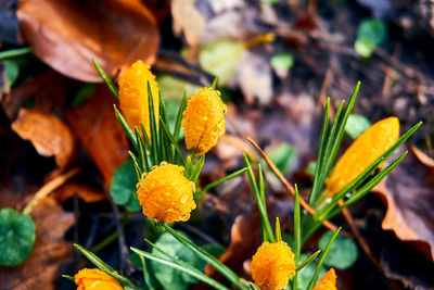 Close-up of yellow flowering plant