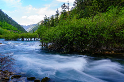 Scenic view of river stream amidst trees in forest against sky