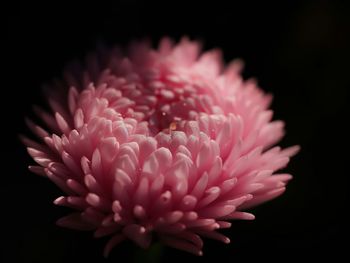 Close-up of pink flower over black background