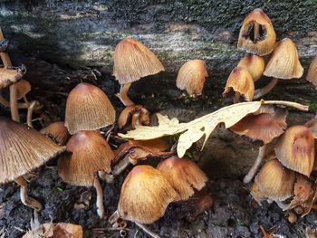 Close-up of mushrooms in forest