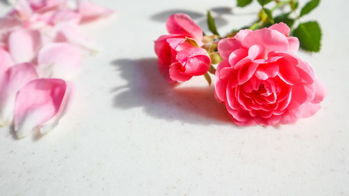 Close-up of pink roses