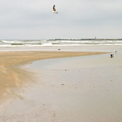 Seagulls flying over beach