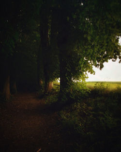 Trees growing in forest