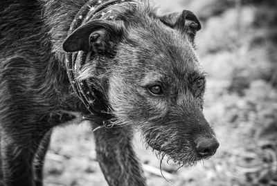 Close-up of dog