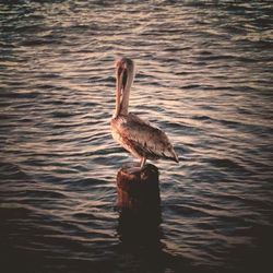 Birds in water