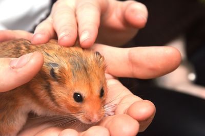 Cropped hand of woman holding mouse