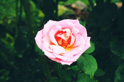 Close-up of pink flower blooming outdoors