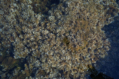 Close-up of coral in sea