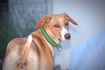 Close-up portrait of a dog