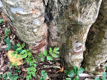 Close-up of lichen on tree trunk