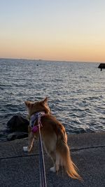 Dog standing in sea against sky during sunset