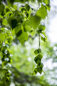 Close-up of plant growing on tree