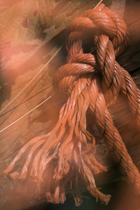 Close-up of ropes