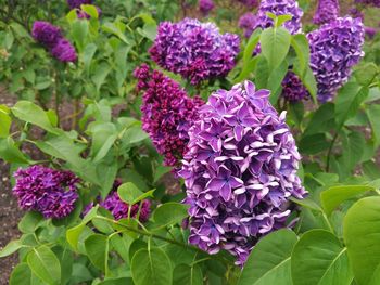 Close-up of purple hydrangea blooming outdoors