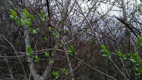 Low angle view of tree in forest