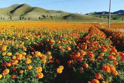 Close-up of flowers growing in field