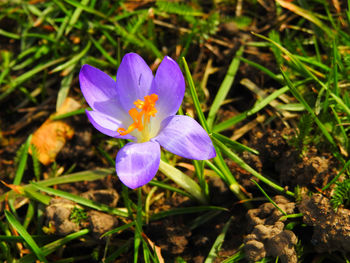 Close-up of purple crocus blooming outdoors