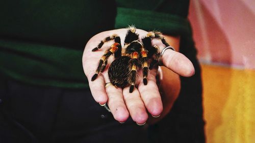 Midsection of woman holding spider