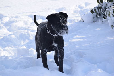 Dog on snow field during winter