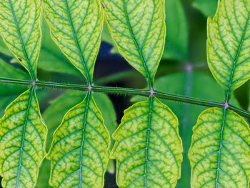 Close-up of green leaves