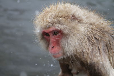 Close-up of japanese macaque