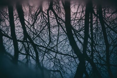 Close-up of bare tree in forest