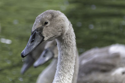 Close-up of swan in lake