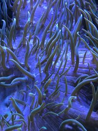 Full frame shot of jellyfish swimming in sea
