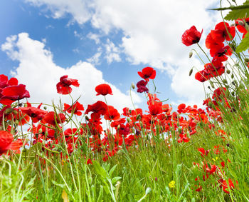 Close-up of red poppy flowers on field against sky