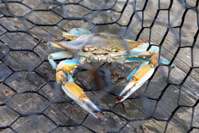 High angle view of crab on land
